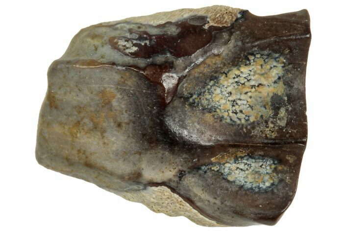 Fossil Dinosaur (Triceratops) Shed Tooth - Montana #320009